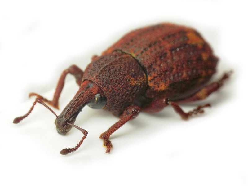 Plinthus tischeri Germar, 1824